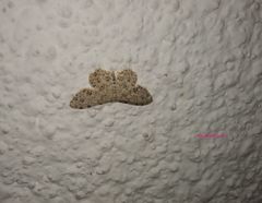 Scopula plantagenaria