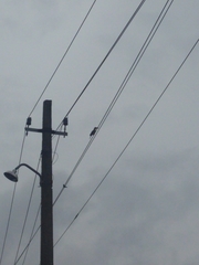 Pelargopsis capensis