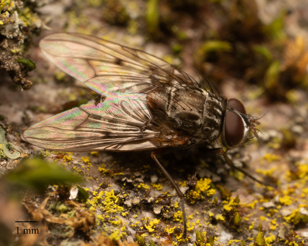 Phaonia californiensis
