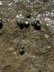 Fluminicola turbiniformis