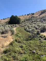 Fluminicola turbiniformis