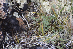 Podistera yukonensis