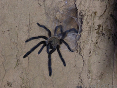 Selenocosmiinae