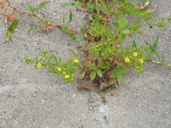 Potentilla supina