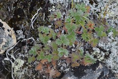 Potentilla subvahliana