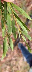 Acacia prominens