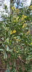 Acacia prominens