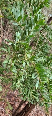 Acacia prominens