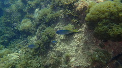 Chromis punctipinnis