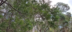 Acacia prominens