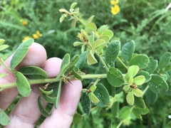 Lespedeza hirta hirta