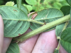 Lespedeza hirta hirta