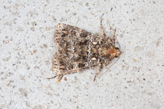 Callopistria latreillei