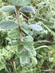 Lespedeza hirta hirta