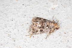Callopistria latreillei