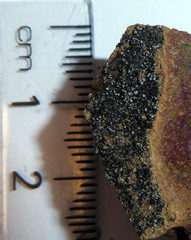 Rinodina confragosula