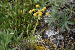 Bupleurum americanum
