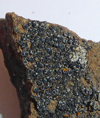 Rinodina confragosula