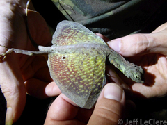 Draco blanfordii