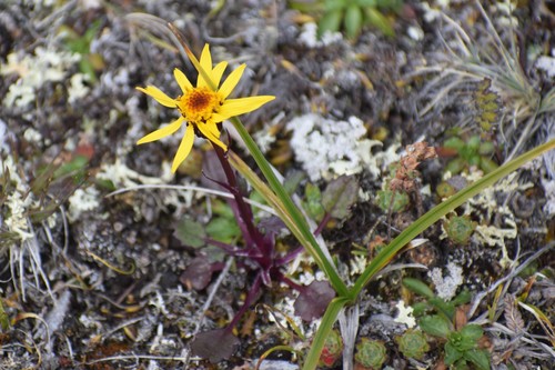 Dwarf Arctic Groundsel (Packera cymbalaria)
