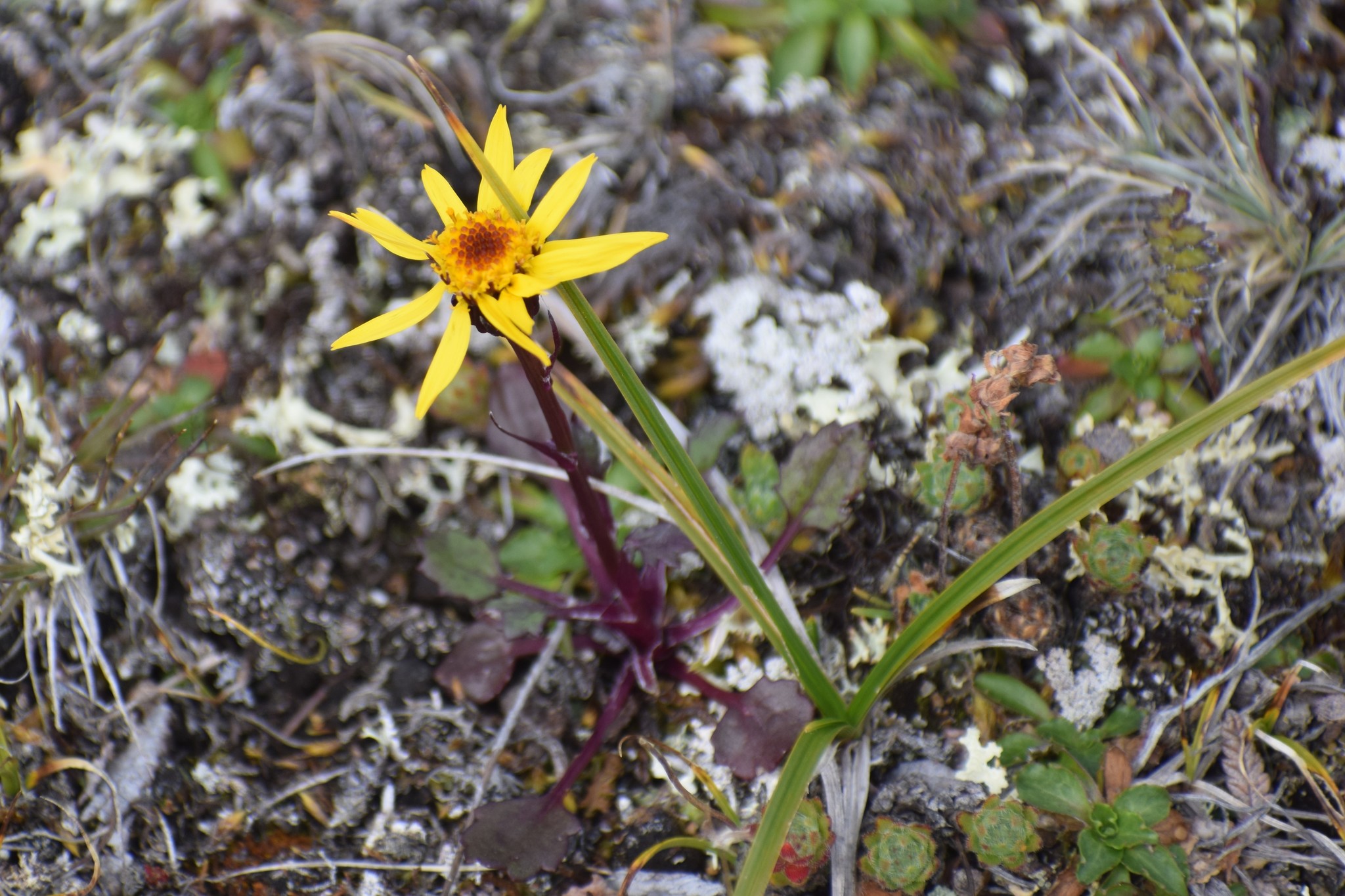 Dwarf Arctic Groundsel (Packera cymbalaria)