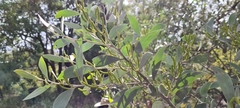 Acacia binervia