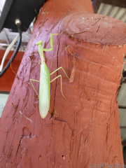 Hierodula pistillinota