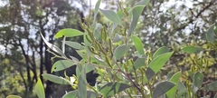 Acacia binervia