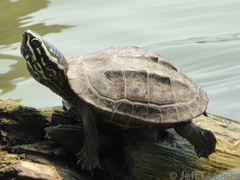 Malayemys macrocephala