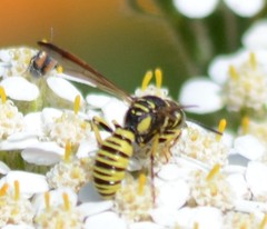 Eucerceris provancheri