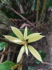 Quercus stenophylloides