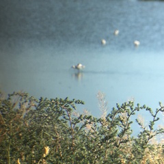 Recurvirostra americana