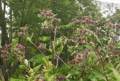 Arctium tomentosum
