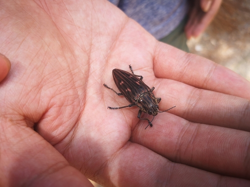 Chalcophora yunnana