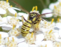 Eucerceris provancheri