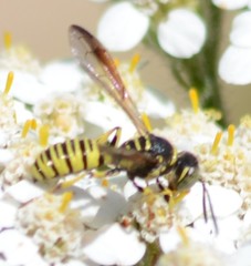 Eucerceris provancheri