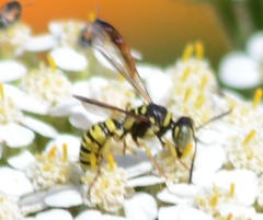 Eucerceris provancheri