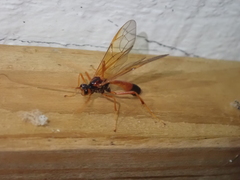 Ctenopelmatinae
