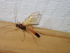 Ctenopelmatinae