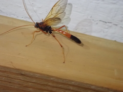Ctenopelmatinae