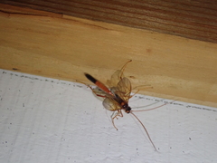 Ctenopelmatinae