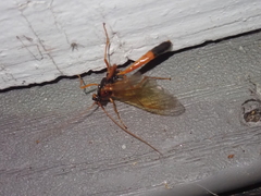 Ctenopelmatinae