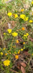 Acacia echinula