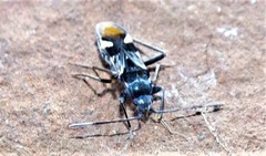 Dieuches maculicollis