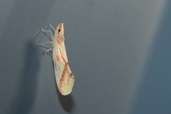 Otiocerus coquebertii