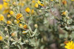 Heterotheca depressa