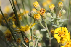 Heterotheca depressa