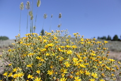 Heterotheca depressa