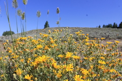 Heterotheca depressa