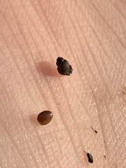 Pyrgulopsis longae